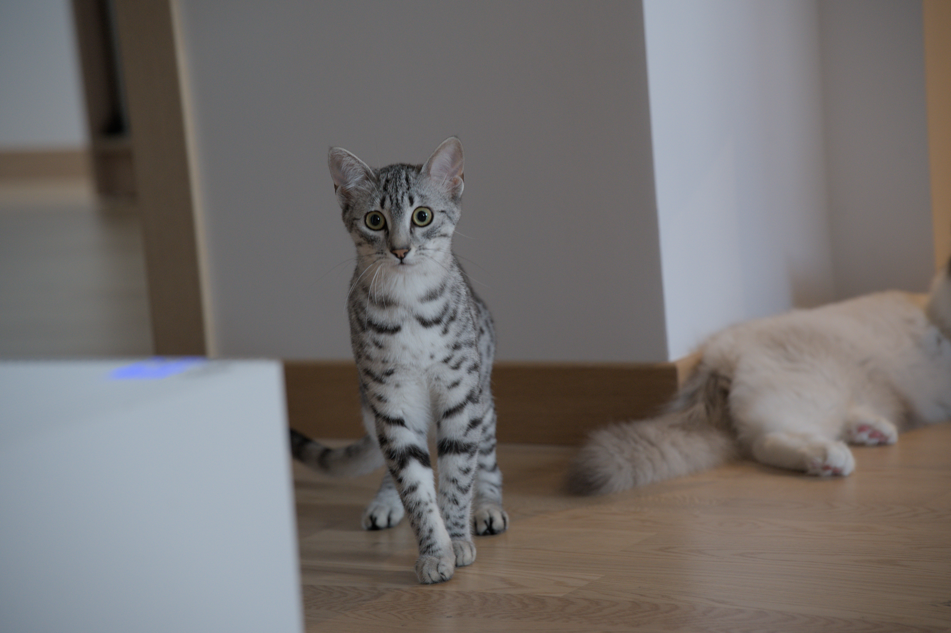 2025/10/12 - cats/DSC_0014.jpg